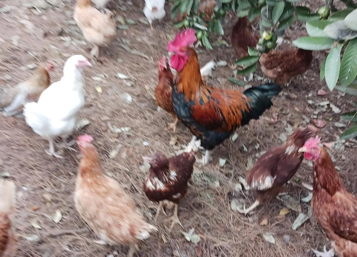 Finca Aramai Адехе
